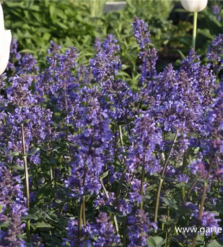 Großblütige Katzenminze 'Zinsers Giant'