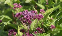 Eupatorium fistulosum 'Red Dwarf'