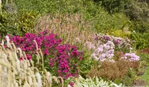 Phlox paniculata 'Raving Beauty'