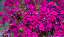 Phlox paniculata 'Raving Beauty'