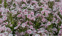 Phlox paniculata 'Twister'