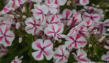 Phlox paniculata 'Twister'