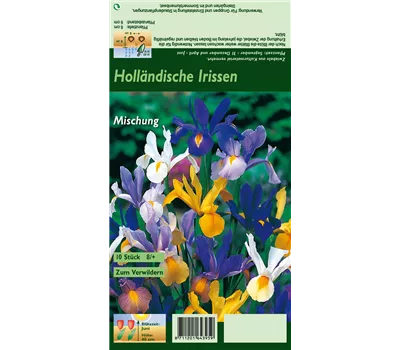 Holländische Iris