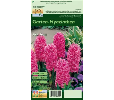 Hyazinthe 'Pink Pearl'