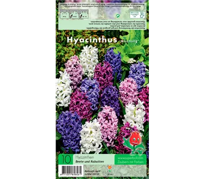 Hyazinthe 'Weiß-Blau-Purpur-Mischung'