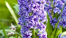 Hyacinthus orientalis 'Blue Jacket'
