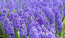 Hyacinthus orientalis 'Blue Jacket'