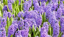 Hyacinthus orientalis 'Blue Jacket'