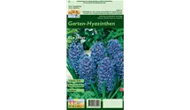 Hyacinthus orientalis 'Blue Jacket'