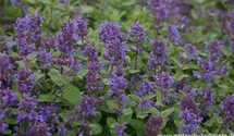 Nepeta racemosa 'Odeur Citron'