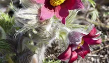 Pulsatilla vulgaris 'Rote Glocke'