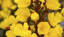 Oenothera macrocarpa (missouriensis)