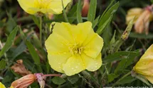 Oenothera macrocarpa (missouriensis)