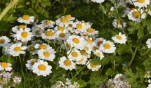 Tanacetum parthenium