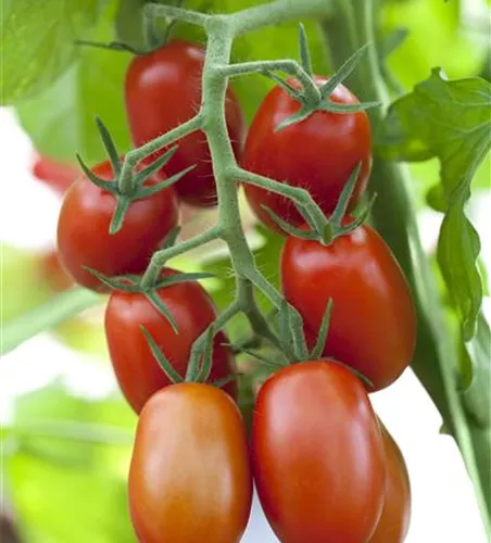 Solanum lycopersicum 'Baumtomate'