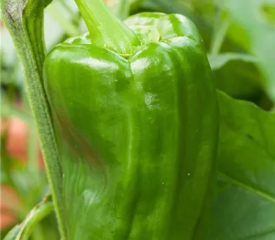 Capsicum annuum grün