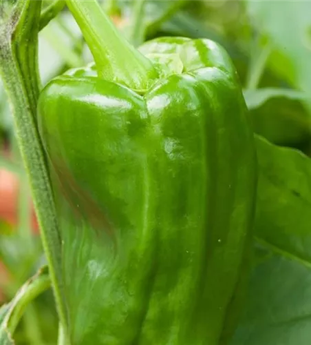 Capsicum annuum 'Californian Wonder' Capsicum annuum 'Californian Wonder'