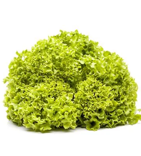 Lactuca sativa var. crispa 'Lollo bionda'