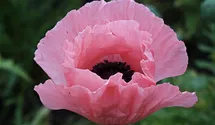 Papaver orientale 'Helen Elizabeth'