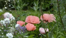 Papaver orientale 'Helen Elizabeth'