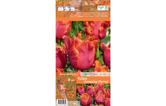 Papageien-Tulpe 'Amazing Parrot' Papageien-Tulpe 'Amazing Parrot'