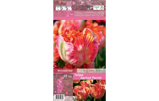 Papageien-Tulpe 'Apricot Parrot' Papageien-Tulpe 'Apricot Parrot'