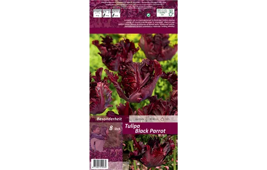 Papageien-Tulpe 'Black Parrot' Papageien-Tulpe 'Black Parrot'