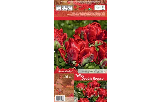 Papageien-Tulpe 'Double Rococo' Papageien-Tulpe 'Double Rococo'