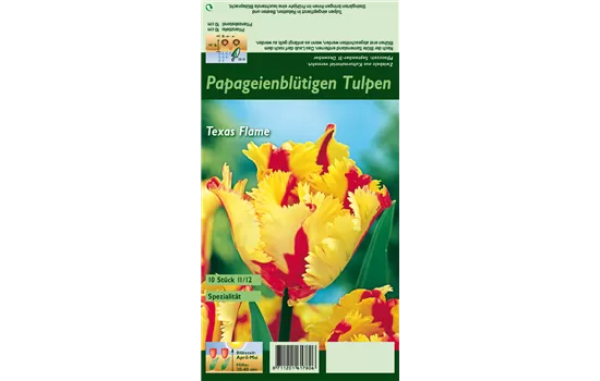 Papageien-Tulpe 'Texas Flame' Papageien-Tulpe 'Texas Flame'