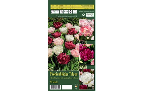 Paeonienblütige Tulpen Paeonienblütige Tulpen