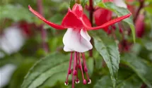 Fuchsia magellanica 'Madame Cornelissen'