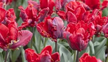 Tulipa 'Rococo'