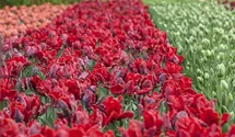 Tulipa 'Rococo'