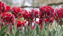 Tulipa 'Rococo'