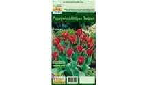 Tulipa 'Rococo'