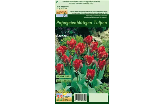 Papageien Tulpe 'Roccoco' Papageien Tulpe 'Roccoco'