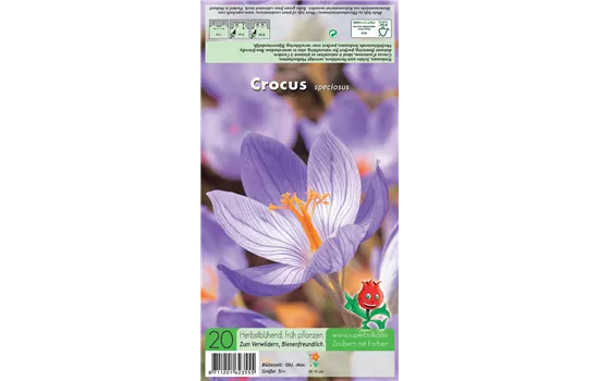 Pracht-Herbst-Krokus Pracht-Herbst-Krokus