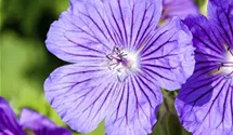 Geranium x magnificum 'Rosemoor'