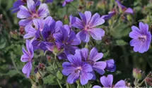 Geranium x magnificum 'Rosemoor'