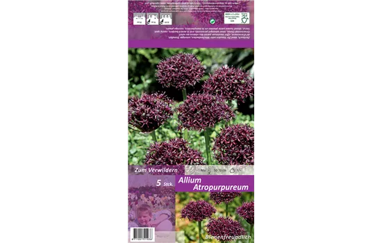 Purpurblütiger Lauch Purpurblütiger Lauch