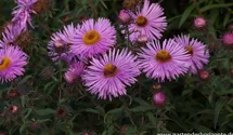 Garten-Raublatt-Aster 'Barr´s Pink'