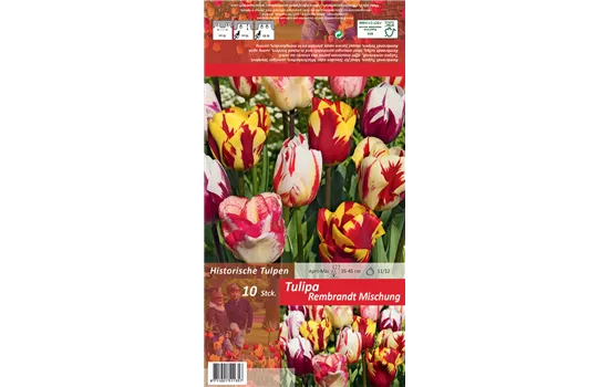 Rembrandt Tulpe Rembrandt Tulpe