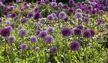Allium giganteum Allium giganteum