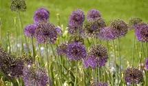 Allium giganteum Allium giganteum