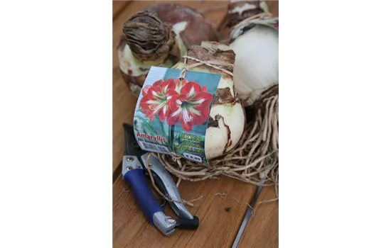 Ritterstern Ritterstern