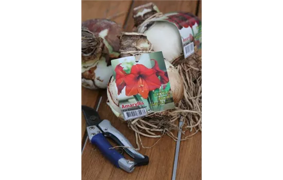 Ritterstern Ritterstern