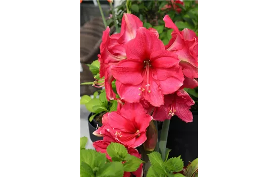 Ritterstern Ritterstern