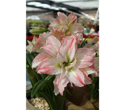 Ritterstern 'Aphrodite'