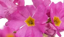 Primula rosea