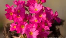 Primula rosea